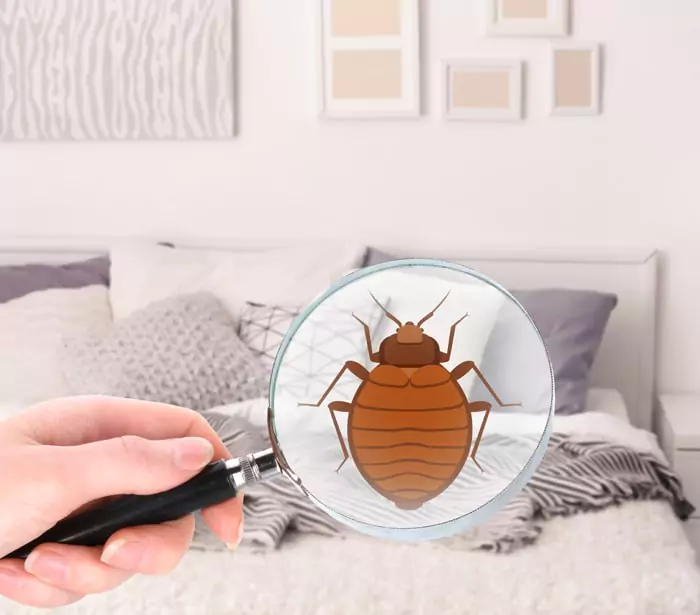 Pest Control For Bed Bugs Better Pest Control Effective & Odorless